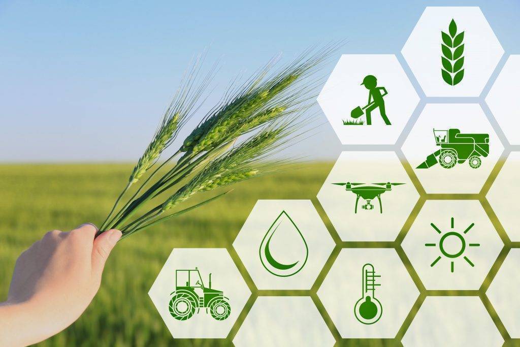 Positive Dynamics in Turkmenistan's Agriculture